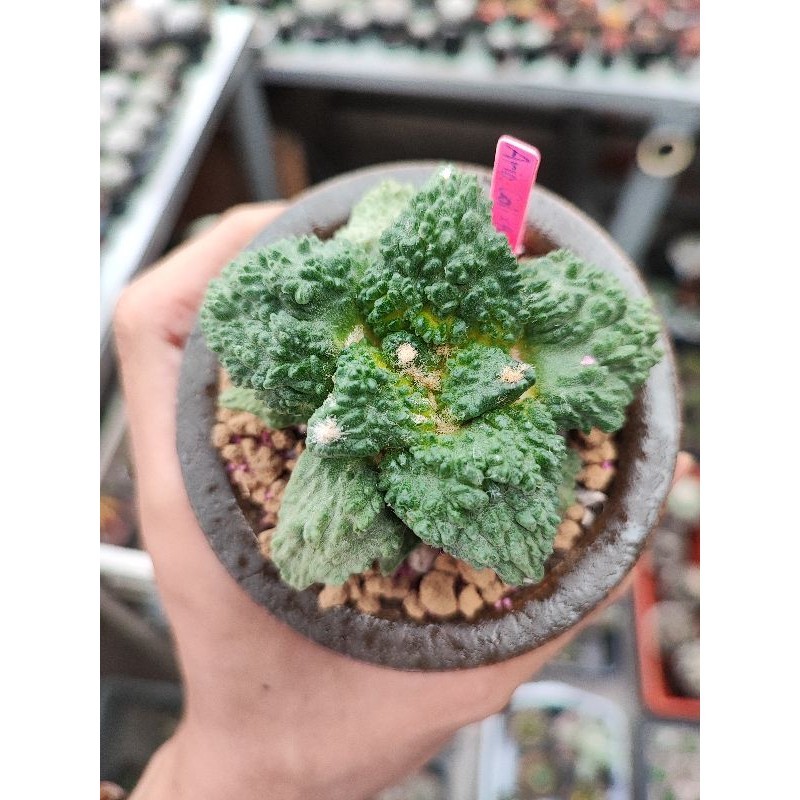 Kaktus ariocarpus cauliflower x godzilla