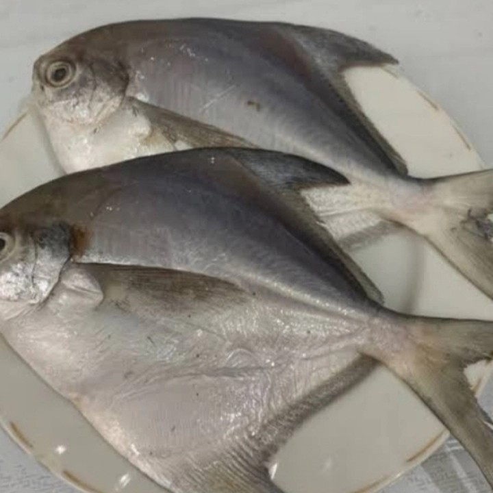 

ikan bawal putih segar per 1/2 kg