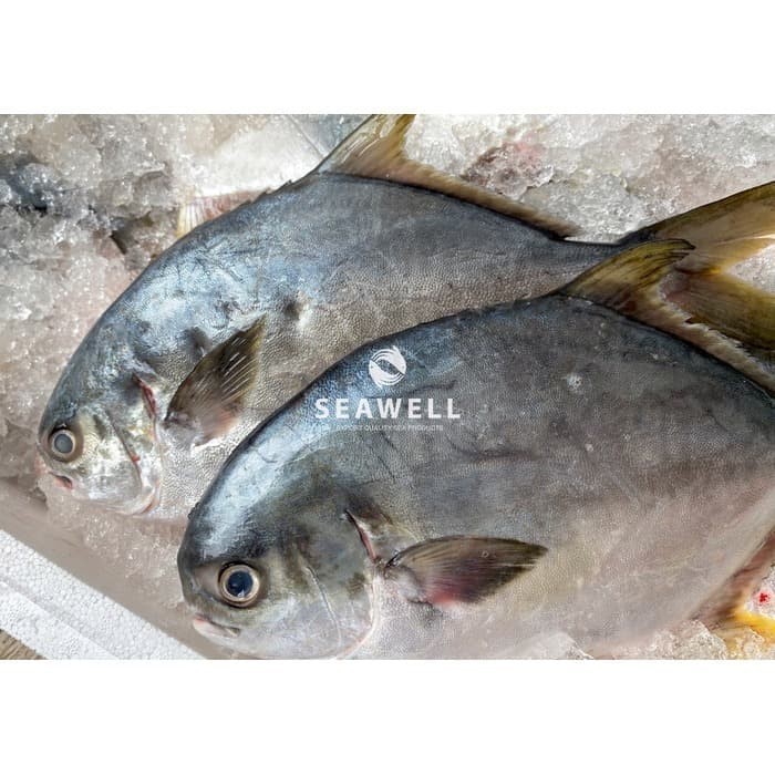 

Ayala - Seawell Seafood Ikan Bawal Jepang Fresh