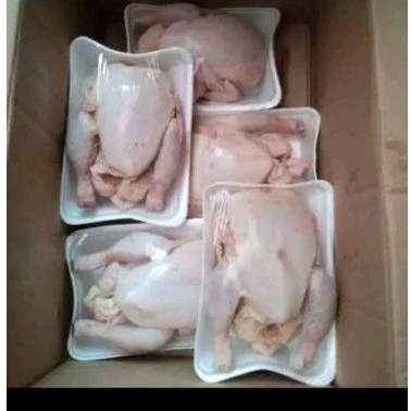 

Ayam Frozen 1ekor