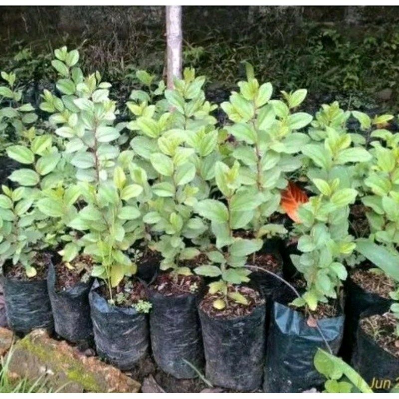 BIBIT BIDARA ARAB ASLI