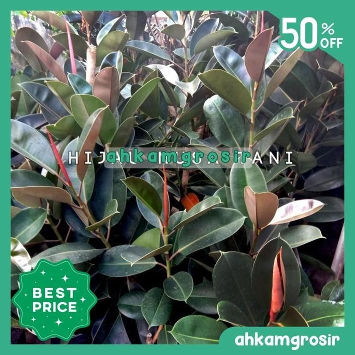 [GOSEND] POHON KARET KEBO MERAH HIJAU - TANAMAN HIAS BIBIT FICUS PLANT BEST DEAL