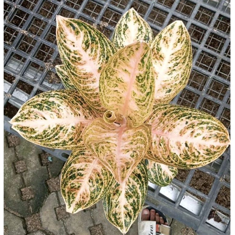 Aglonema Widuri Orange tunggal size jumbo