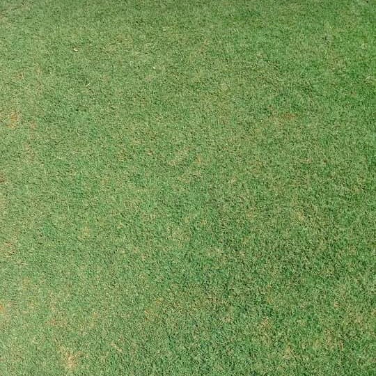 Rumput Packing Jepang/Rumput Hiasan Hidup Dekorasi Taman