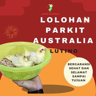 lolohan parkit australia falk lutino