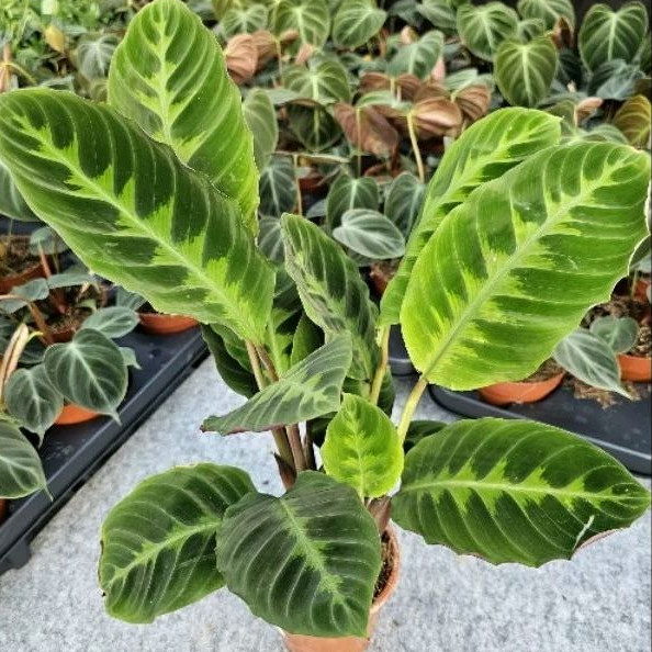 Calathea Zebrina Jungle Velvet / Tanaman Hias Calathea