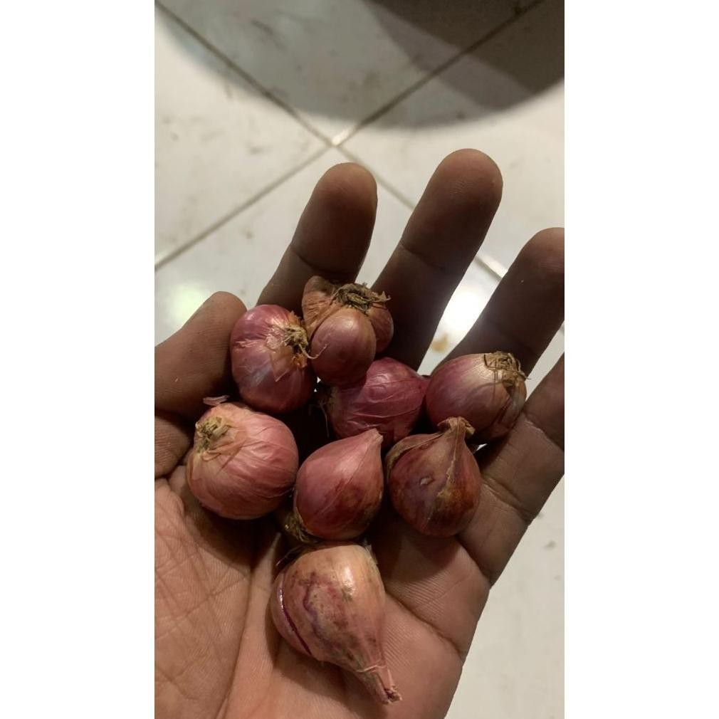 

Bawang Merah Besar Sedang Super Kering 1/2Kg Fresh Dari Petani