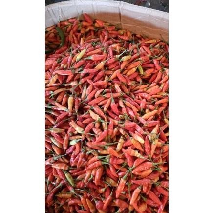 

Cabe / Cabai Rawit Merah Segar / Kg