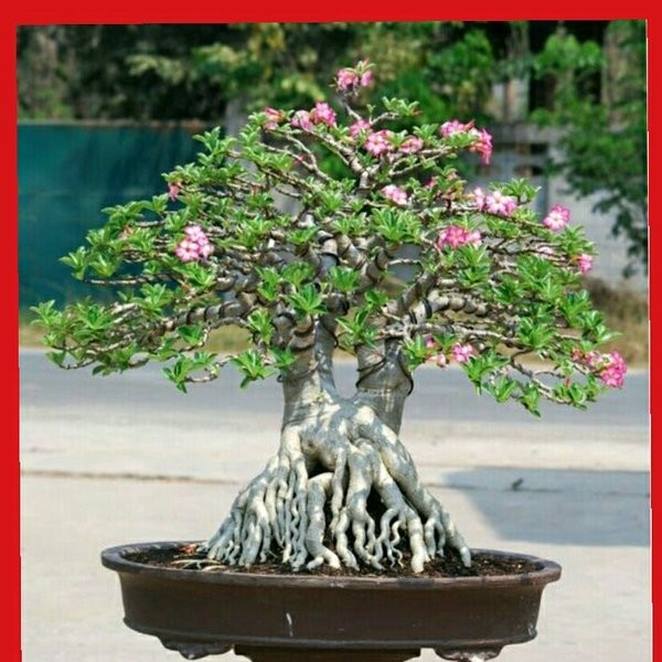 Kedaibenih - Benih Stek Bibit Bunga Adenium Mix ~ 4 Batang