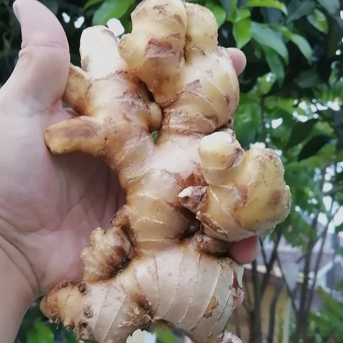  Jahe Putih/Jahe Gajah 1 Kg