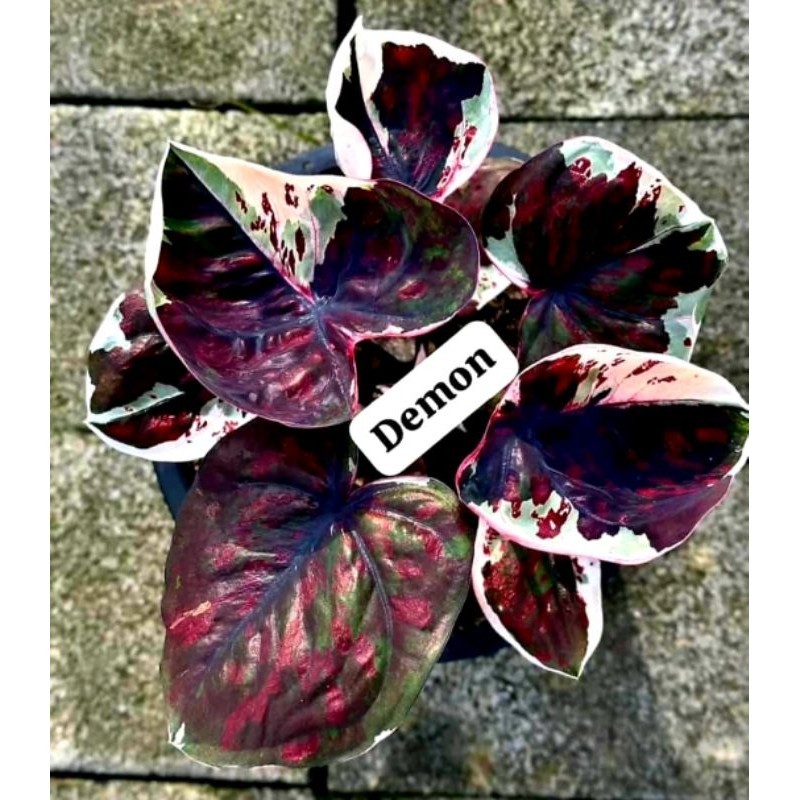 Tanaman Hias Keladi Thai Series Demon Bunga Hias Keladi Caladium Anakan Murah BUKAN BONGGOL Tanaman 