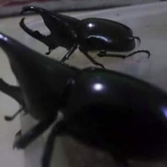 Populer Kumbang Tanduk Panjang Update 2024