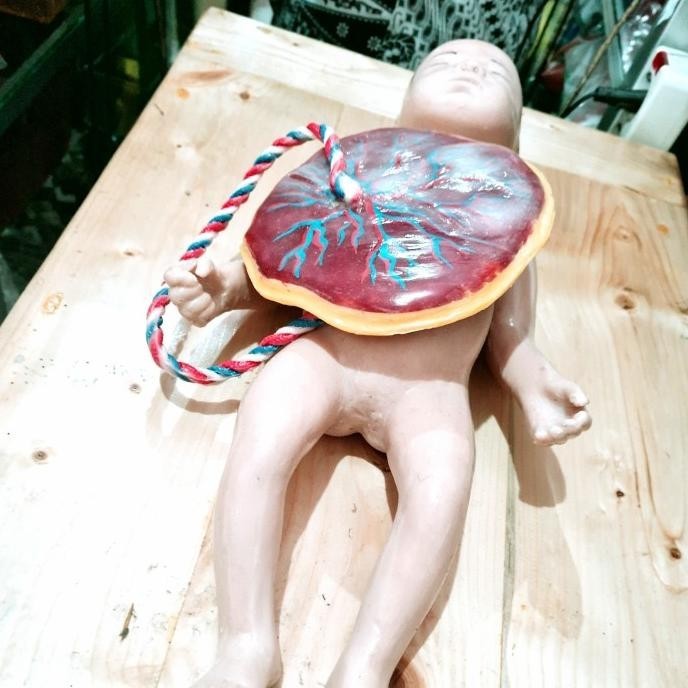 Manekin Phantom Bayi Plasenta Bahan Elastis