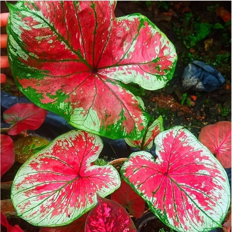 Tanaman Hias Keladi AC Sumirah Bunga Hias Keladi Caladium Anakan AC Sumirah Murah BUKAN BONGGOL Tana