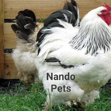 SALE  Ayam Brahma - Ayam Hias - Ayam India