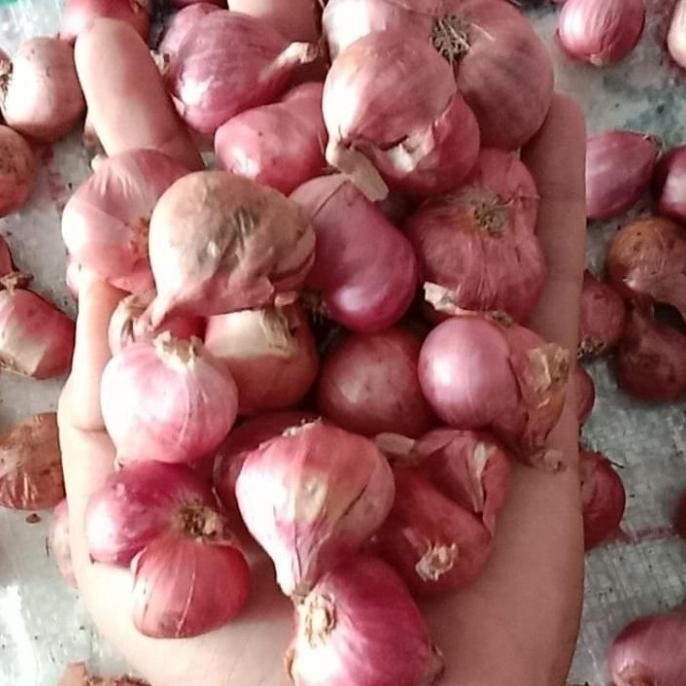 

TERMURAH Bawang Merah Sedang 1 Kg Berkwalitas Kering - Shuffel BAGUS