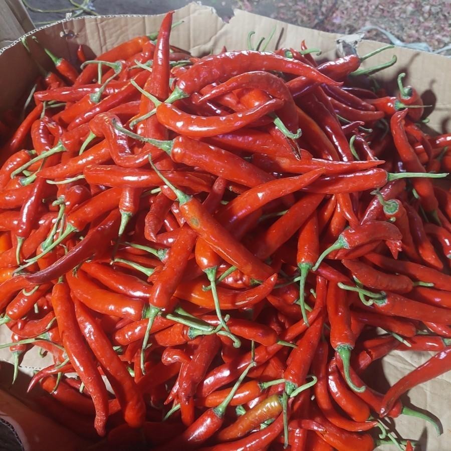 

Cabe Merah Besar 1Kg Fresh Dari Petani Lokal Kediri Sintacrew