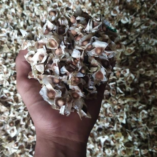 

BIJI KELOR 500GRAM SETENGAH KG RO25