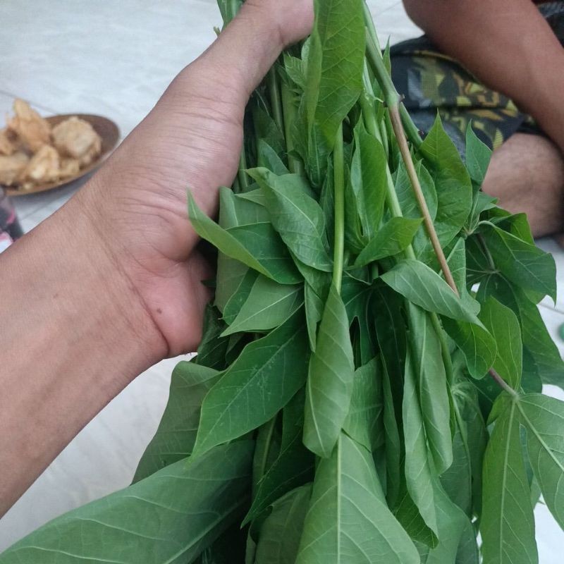 

Daun Sungkong Per ikat