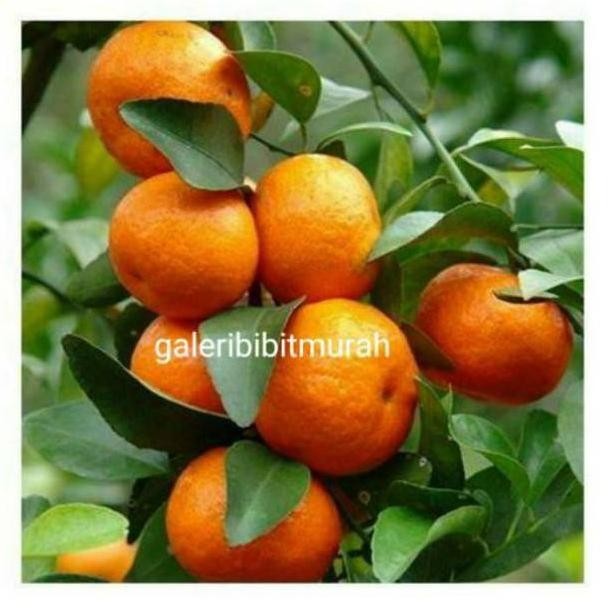 

PROMO PAKET 2 POHON JERUK SANTANG MADU MANIS