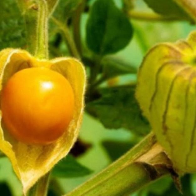 BN Benih Ciplukan Jumbo TERLARIS