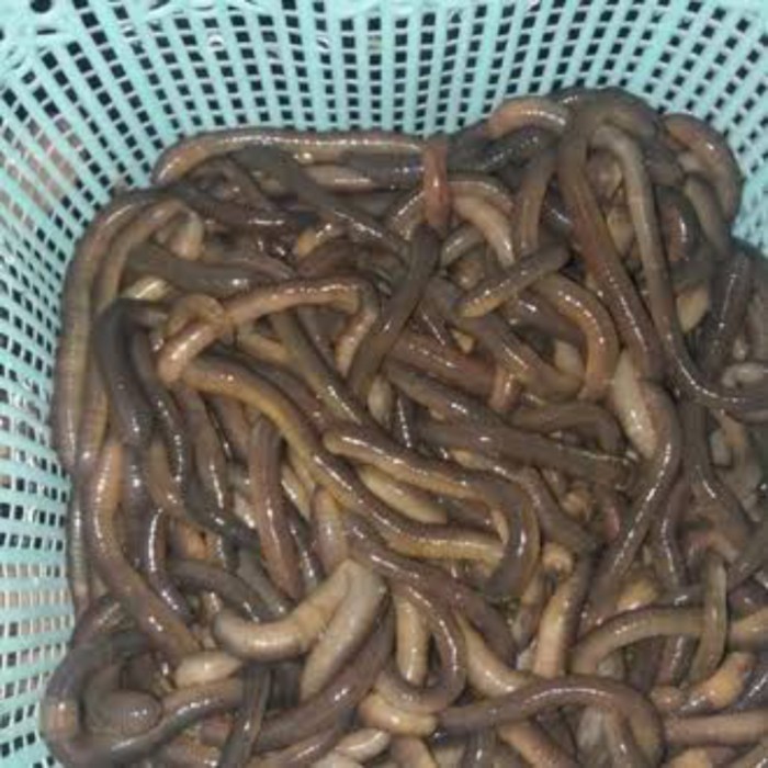 Cacing Kalung Kebo 1Kg