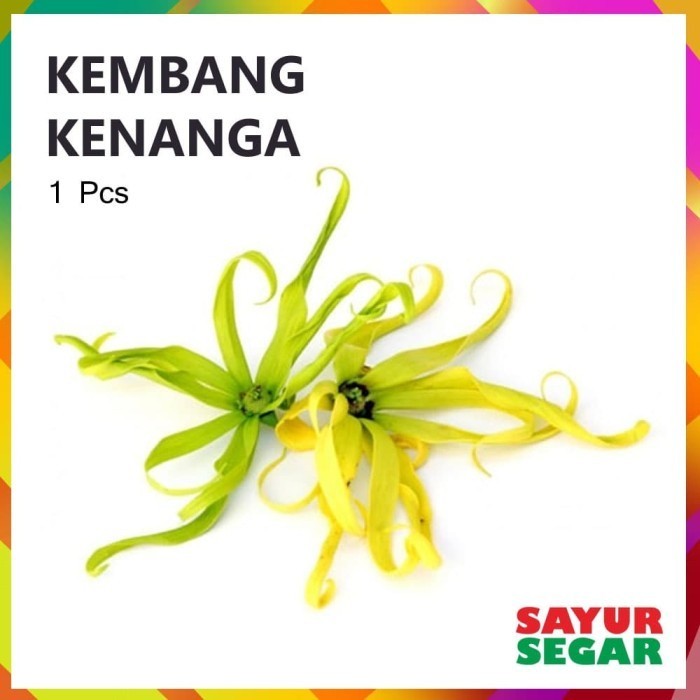 

[CIBUBUR] KEMBANG KENANGA [1 Bunga]