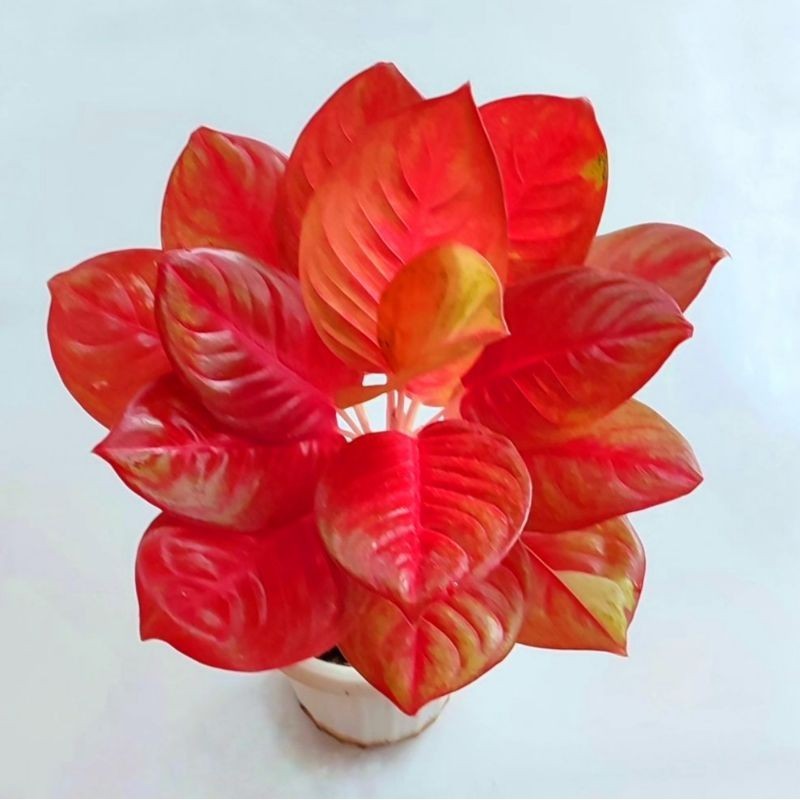 Tanaman Hias Aglonema Super Red Exotic Bunga Hias Aglonema Aglaonema Anakan Murah BUKAN BONGGOL Tana