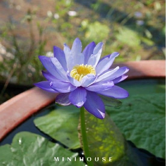 BENIH BIBIT BIJI LOTUS TERATAI AIR IMPORT