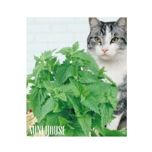 BIJI BIBIT BENIH CATNIP / TANAMAN KUCING