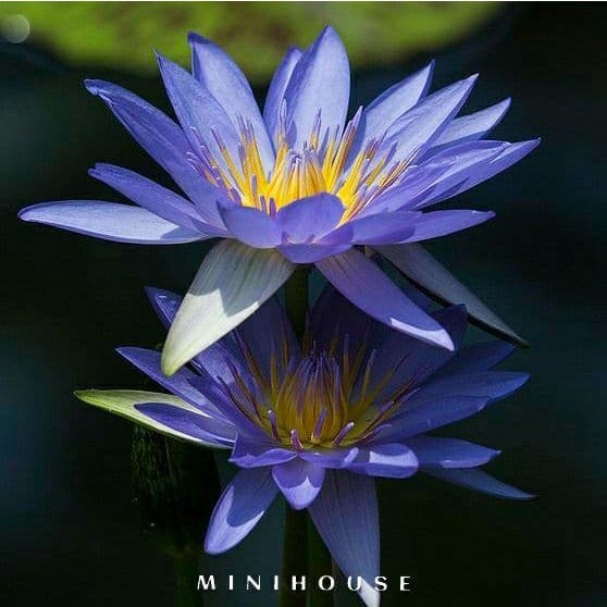 BENIH BIBIT BIJI LOTUS TERATAI AIR IMPORT