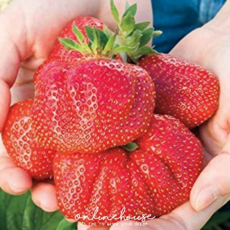 STRAWBERRY JUMBO MANIS BENIH BIBIT BIJI 5 SEED