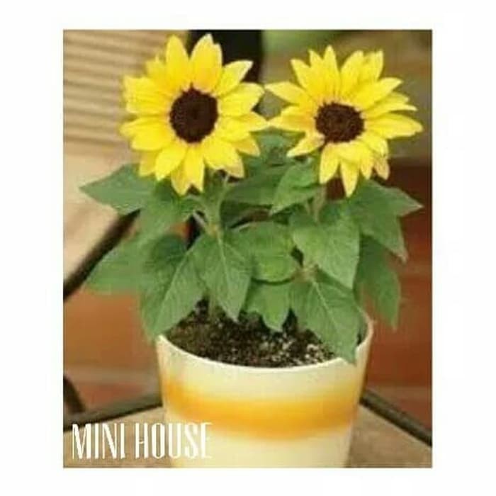 BIJI BENIH BUNGA MATAHARI MINI IMPORT