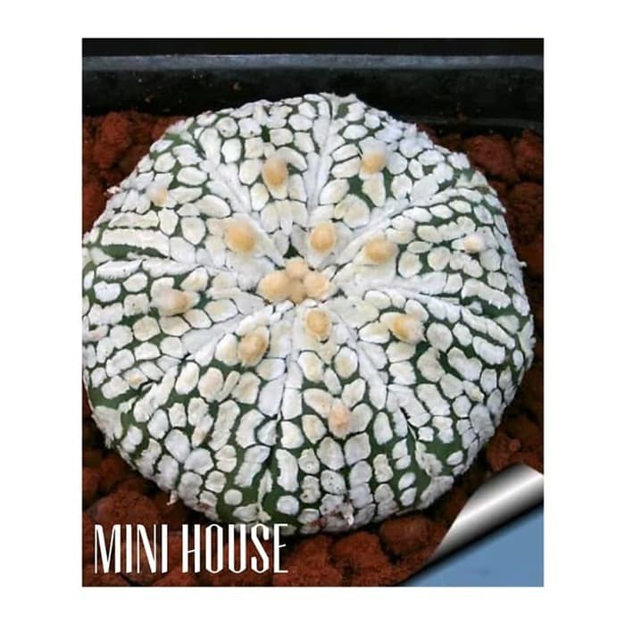 biji benih bibit kaktus besar import