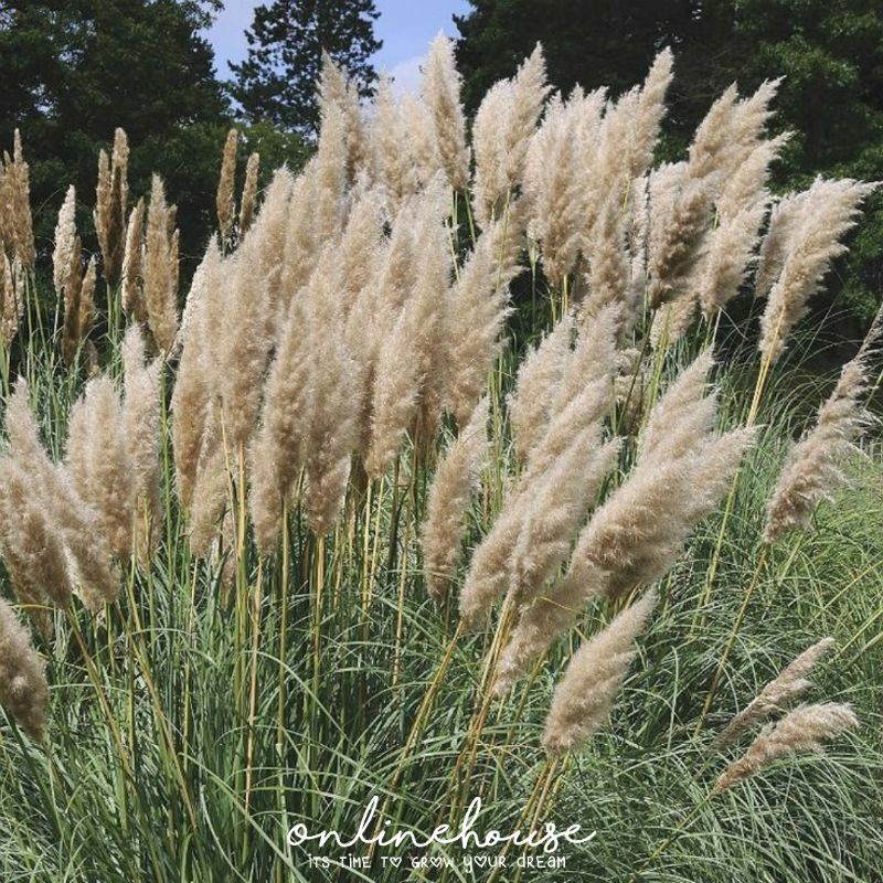 BIJI BIBIT BENIH PAMPAS GRASS BROWN