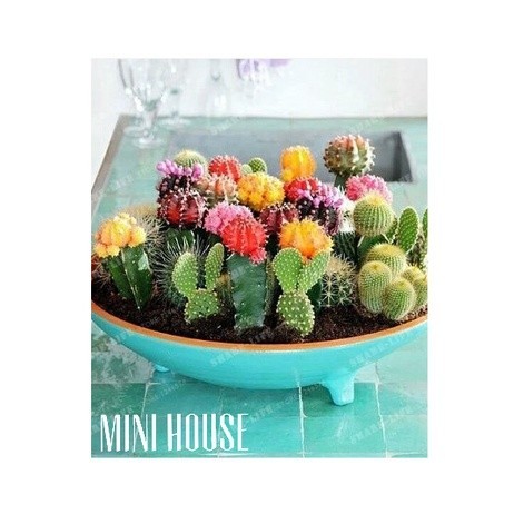 BIJI BIBIT BENIH KAKTUS MIX -+20 SEED