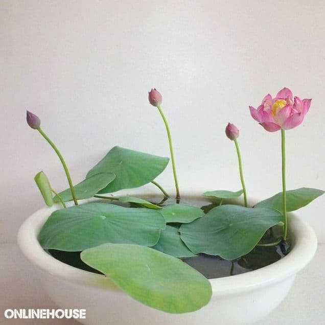 BIBIT BIJI BENIH LOTUS TERATAI POT SEDANG WARNA PINK KECIL