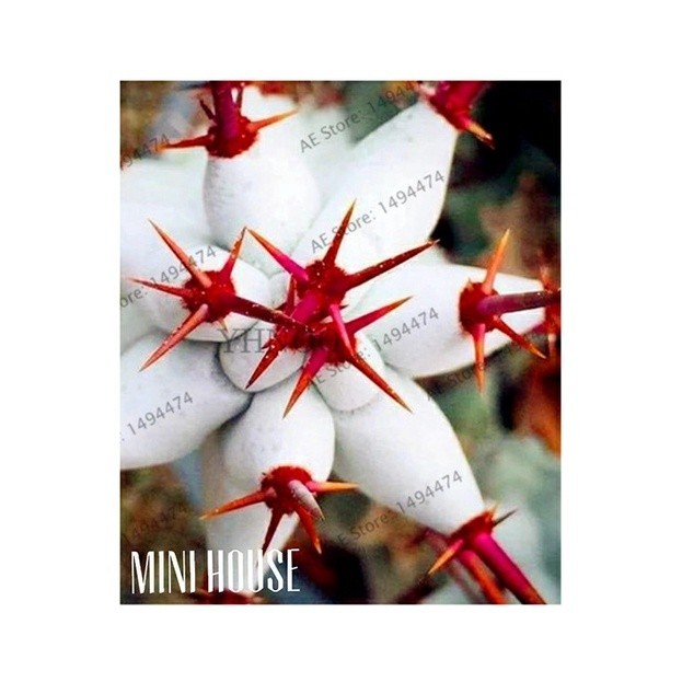 Biji benih Kaktus Langka Import