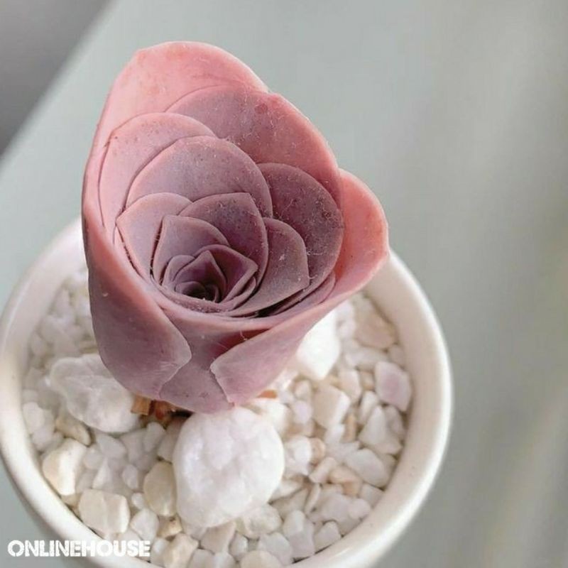 BIJI BIBIT BENIH SUKULEN MAWAR PINK