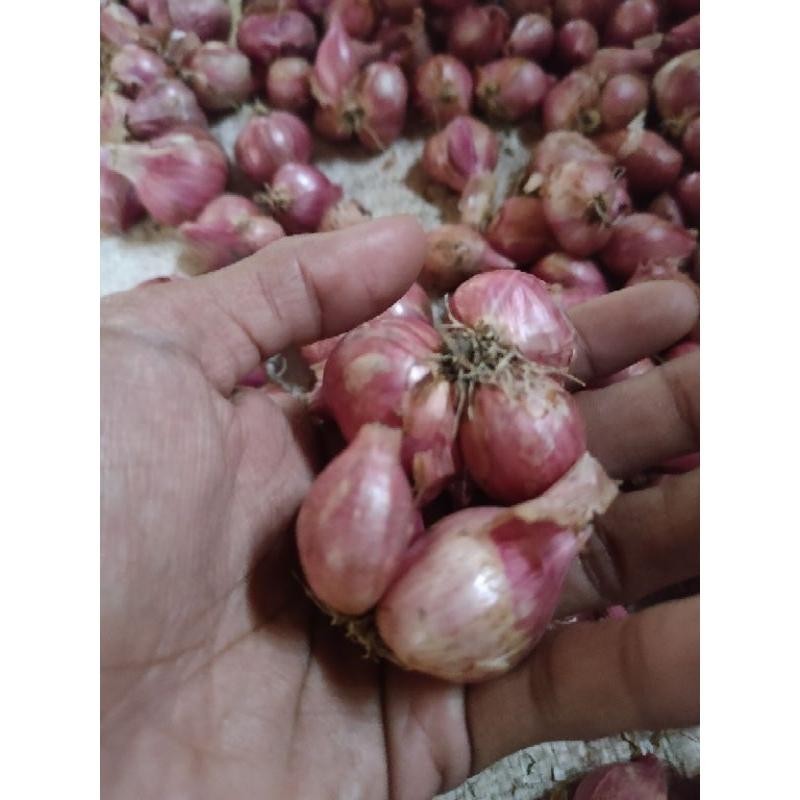 

Bawang merah asli nganjuk 1kg Kualitas Terbaik