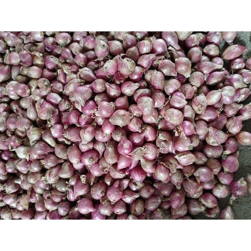 

bawang merah 1 kg campur|bawang merah murah|kualitas|bumbu dapur/asli nganjuk Super Besar Berkualitas
