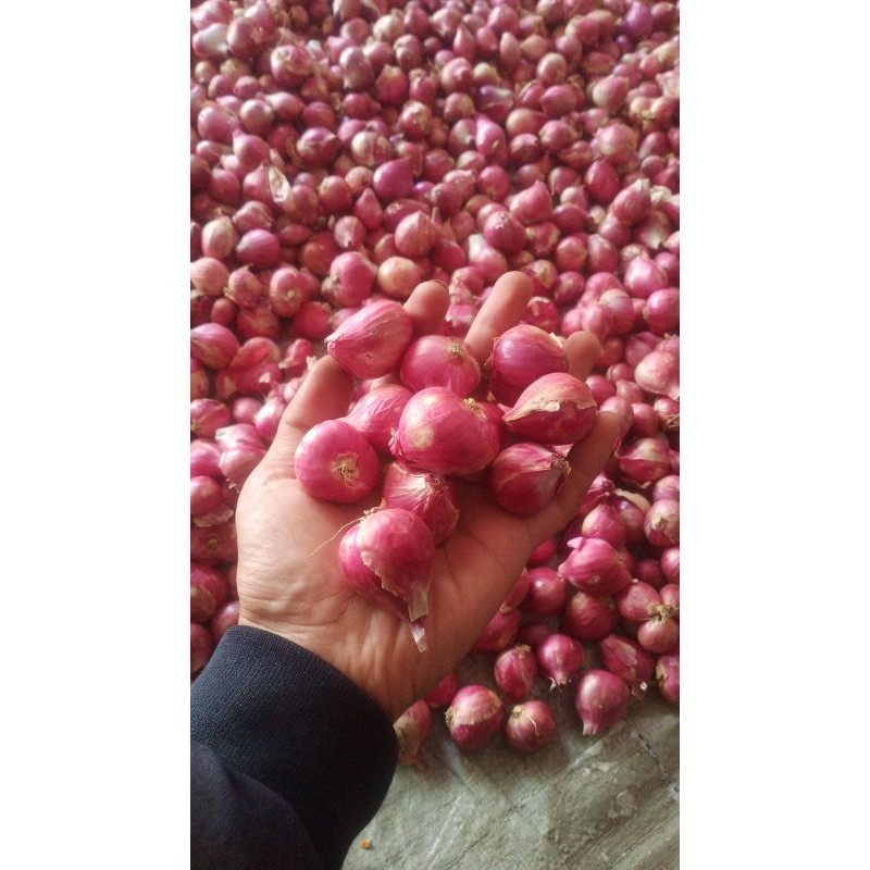 

BAWANG MERAH PROBOLINGGO