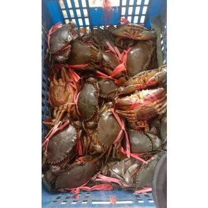 

gd-324 Kepiting Telur Hidup Premium