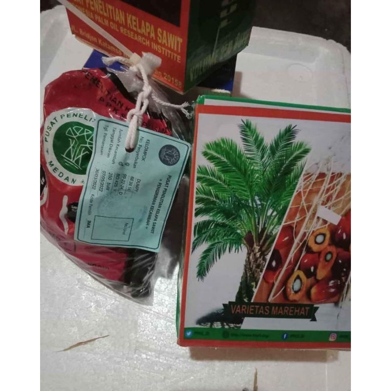 Bibit sawit unggul jaya DXP Dumpy