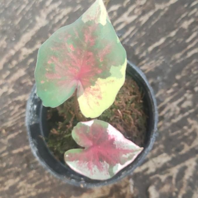 [Promo] Keladi Caladium Npk Series