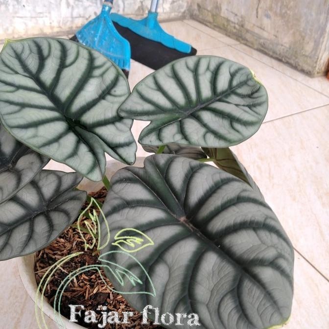 [Baru] Tanaman Hias Keladi Tengkorak Silver- Keladi Tengkorak Silver