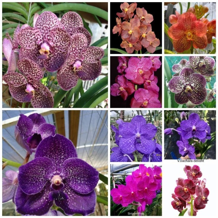 Vanda Silangan Impor Spike / Knop / Berbunga Warna Acak