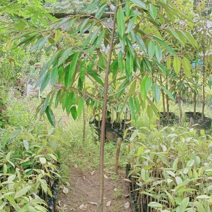 Bibit Durian Musang King 2M(4Tahun Siap Buah)