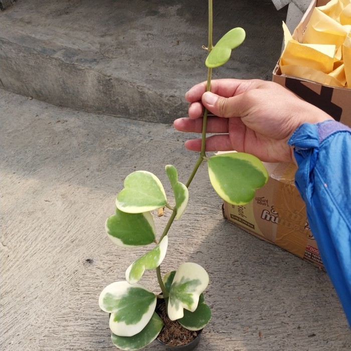 Hoya Kerii Varigata Cluster Rimbun