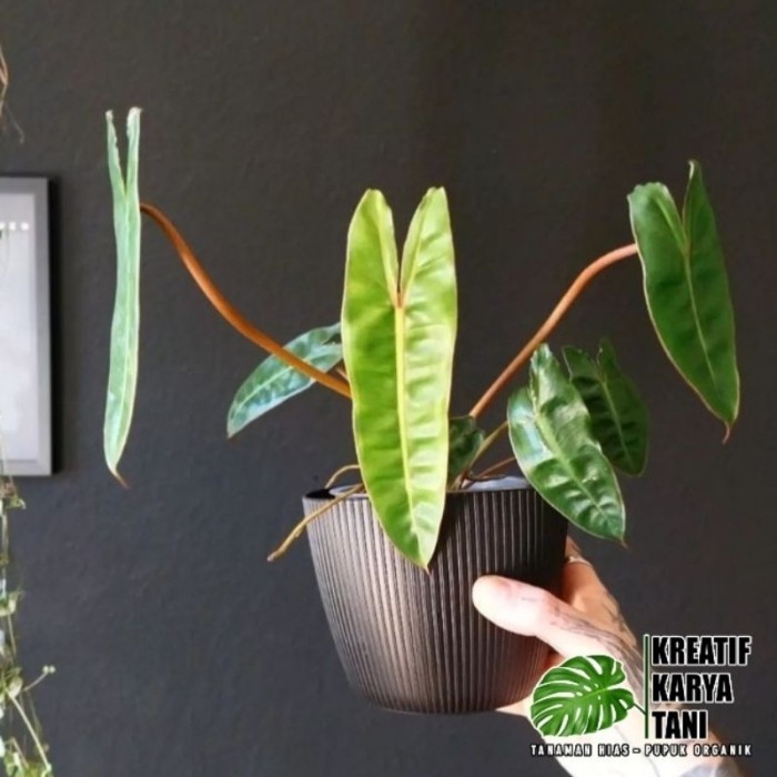 Tanaman Hias Philodendron Bilitiae Kabel Busi - Kabel Busi Original